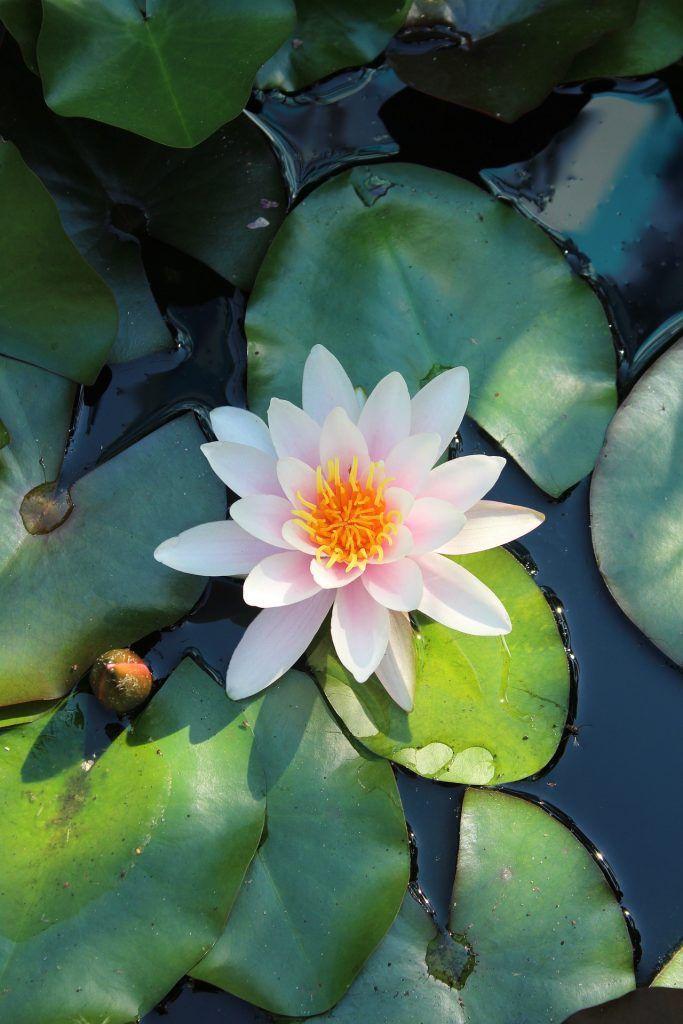 Radiant Mornings: Sun-Kissed Petal Symphony