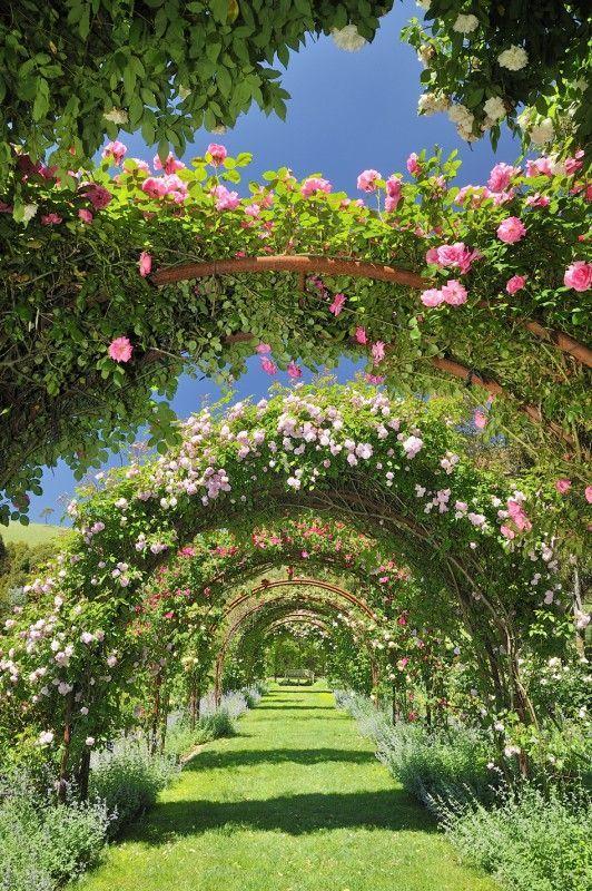 Vintage Charm: Timeless Elegance in Floral Form